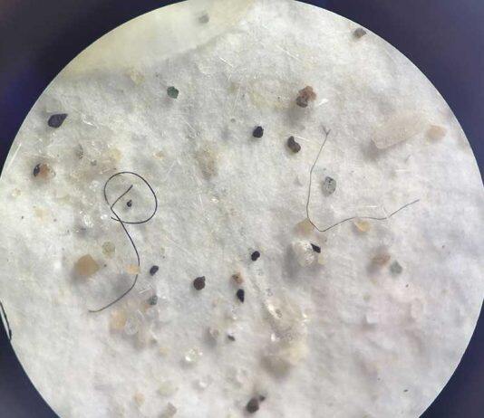 Microplastics found in commercial fish from southern New Zealand