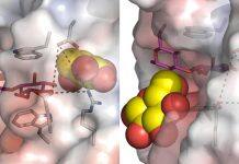 Ultra-fast plant enzyme dynamics leads to breakthroughs