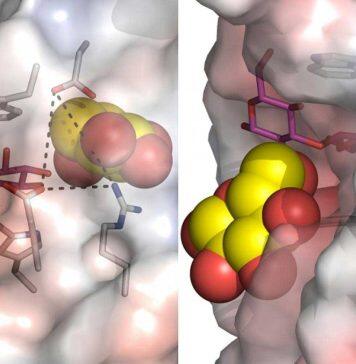 Ultra-fast plant enzyme dynamics leads to breakthroughs