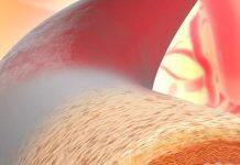 Scientists manufacture ‘living blood vessel’