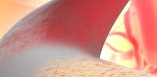 Scientists manufacture ‘living blood vessel’