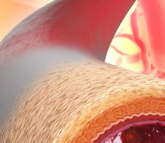 Scientists manufacture ‘living blood vessel’