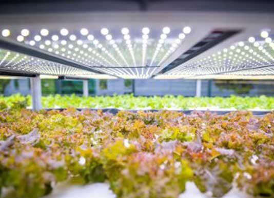 Securing global food supply focus of international agriculture conference
