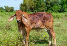 UQ vaccine research targets lumpy skin disease