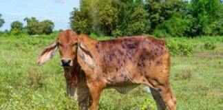 UQ vaccine research targets lumpy skin disease