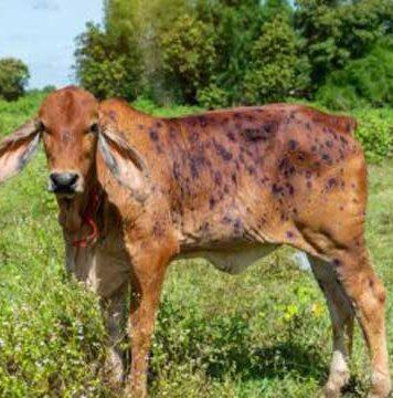 UQ vaccine research targets lumpy skin disease