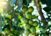 Tree traits to boost macadamia production