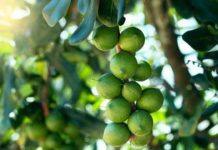 Tree traits to boost macadamia production