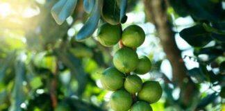 Tree traits to boost macadamia production