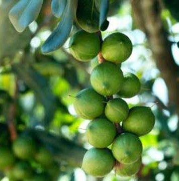 Tree traits to boost macadamia production