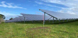Massey exploring the potential for combined solar and pastoral farming