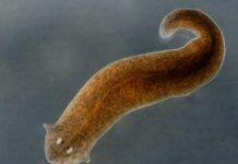 Flatworm-inspired medical adhesives stop blood loss