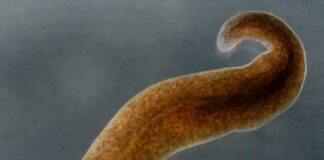 Flatworm-inspired medical adhesives stop blood loss