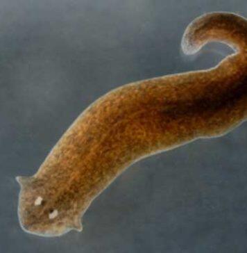 Flatworm-inspired medical adhesives stop blood loss