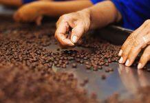 Transmigration study finds benefits for second generation