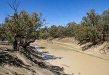 Water extraction is key cause of the Darling River drying: study