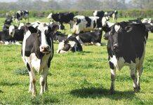 How New Zealand could ‘brew up’ new foods to reduce agricultural emissions