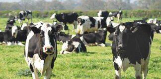 How New Zealand could ‘brew up’ new foods to reduce agricultural emissions