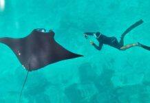 Rare piece of good news from the ocean