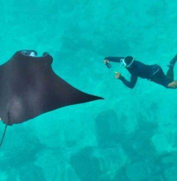 Rare piece of good news from the ocean