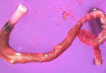 Microplastics alter ecosystem in Auckland’s Waitematā Harbour