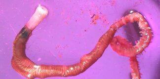 Microplastics alter ecosystem in Auckland’s Waitematā Harbour