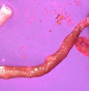 Microplastics alter ecosystem in Auckland’s Waitematā Harbour