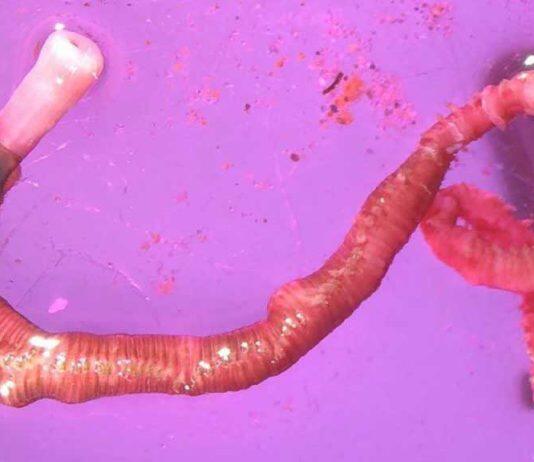 Microplastics alter ecosystem in Auckland’s Waitematā Harbour