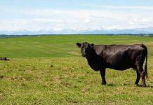 Vet med prof wins prestigious cattle health award