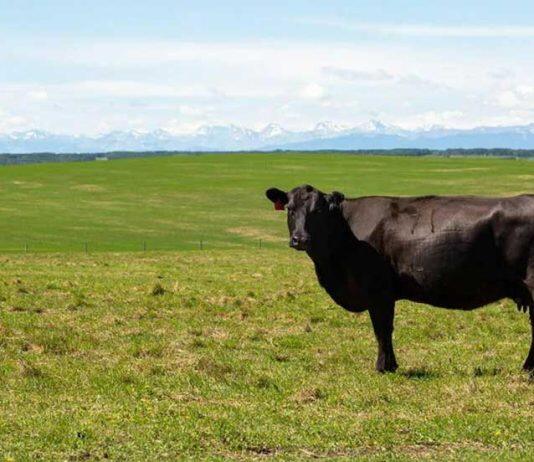 Vet med prof wins prestigious cattle health award