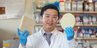 Environmentally friendly ‘biofoam’ could address plastic pollution crisis