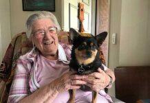 Using pets to support healthy ageing – pilot study