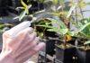 Scientists tackle rusty plant threat
