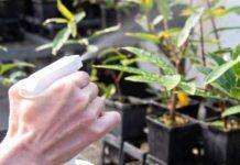 Scientists tackle rusty plant threat