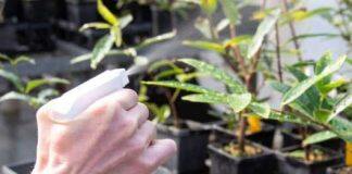 Scientists tackle rusty plant threat