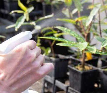 Scientists tackle rusty plant threat