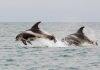 Stranded dolphins show signs of Alzheimer’s