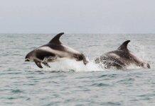 Stranded dolphins show signs of Alzheimer’s