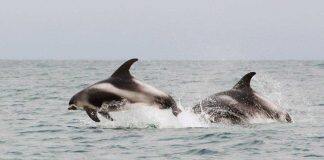 Stranded dolphins show signs of Alzheimer’s