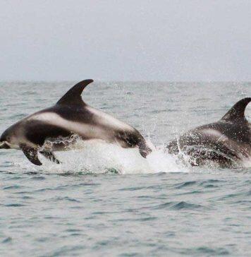 Stranded dolphins show signs of Alzheimer’s