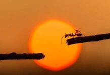 Tiny ants big news when it comes to hitchhiking across the planet