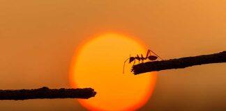 Tiny ants big news when it comes to hitchhiking across the planet