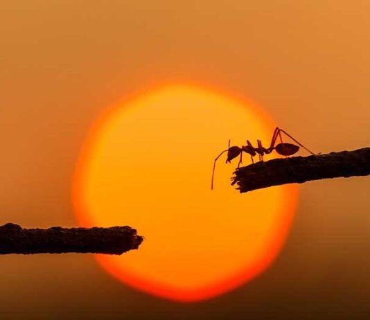 Tiny ants big news when it comes to hitchhiking across the planet