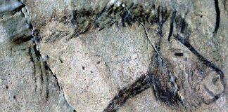 New study reveals evidence of early Ice Age writing and what it meant