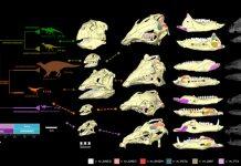 ‘Veggie’ dinosaurs differed in how they ate their food