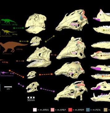 ‘Veggie’ dinosaurs differed in how they ate their food