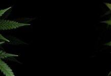 Limited evidence that cannabis ‘hangover’ blunts performance