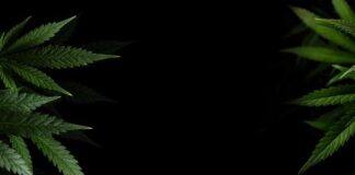 Limited evidence that cannabis ‘hangover’ blunts performance