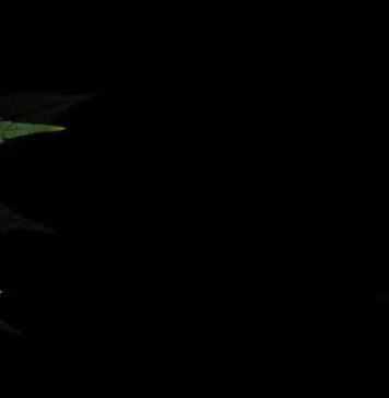 Limited evidence that cannabis ‘hangover’ blunts performance