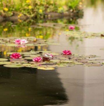 Progress on the University’s Climate Plan recognised in expert review